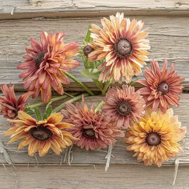 Rudbeckia Seedlings: Sahara Mix 6-pack