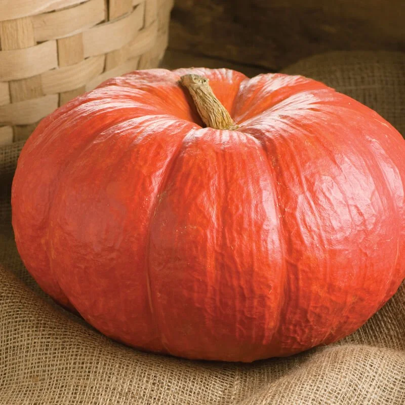 Pumpkin - Rouge Vif D'Etampes - 3.5" pot