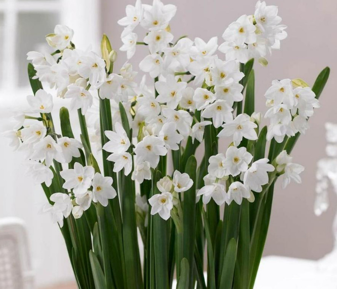 Daffodil Bulbs: Paperwhite Ziva