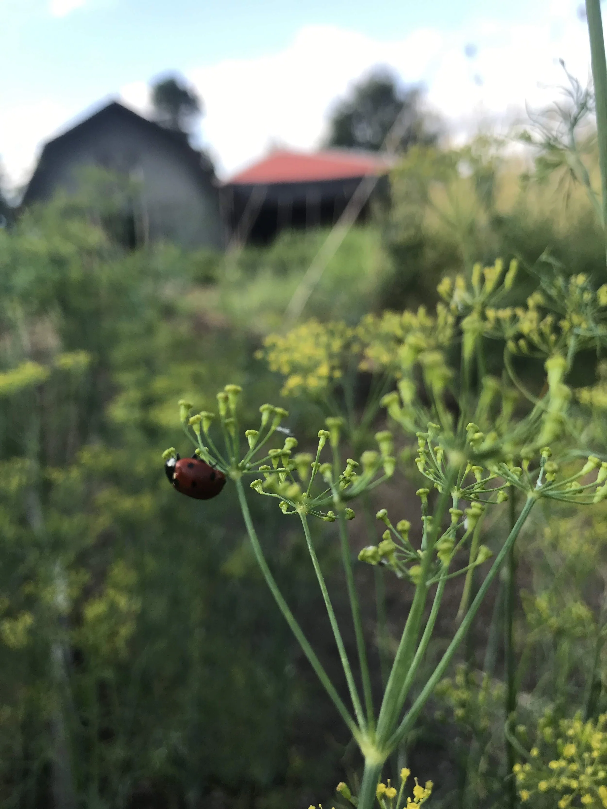 Lady bug.JPG