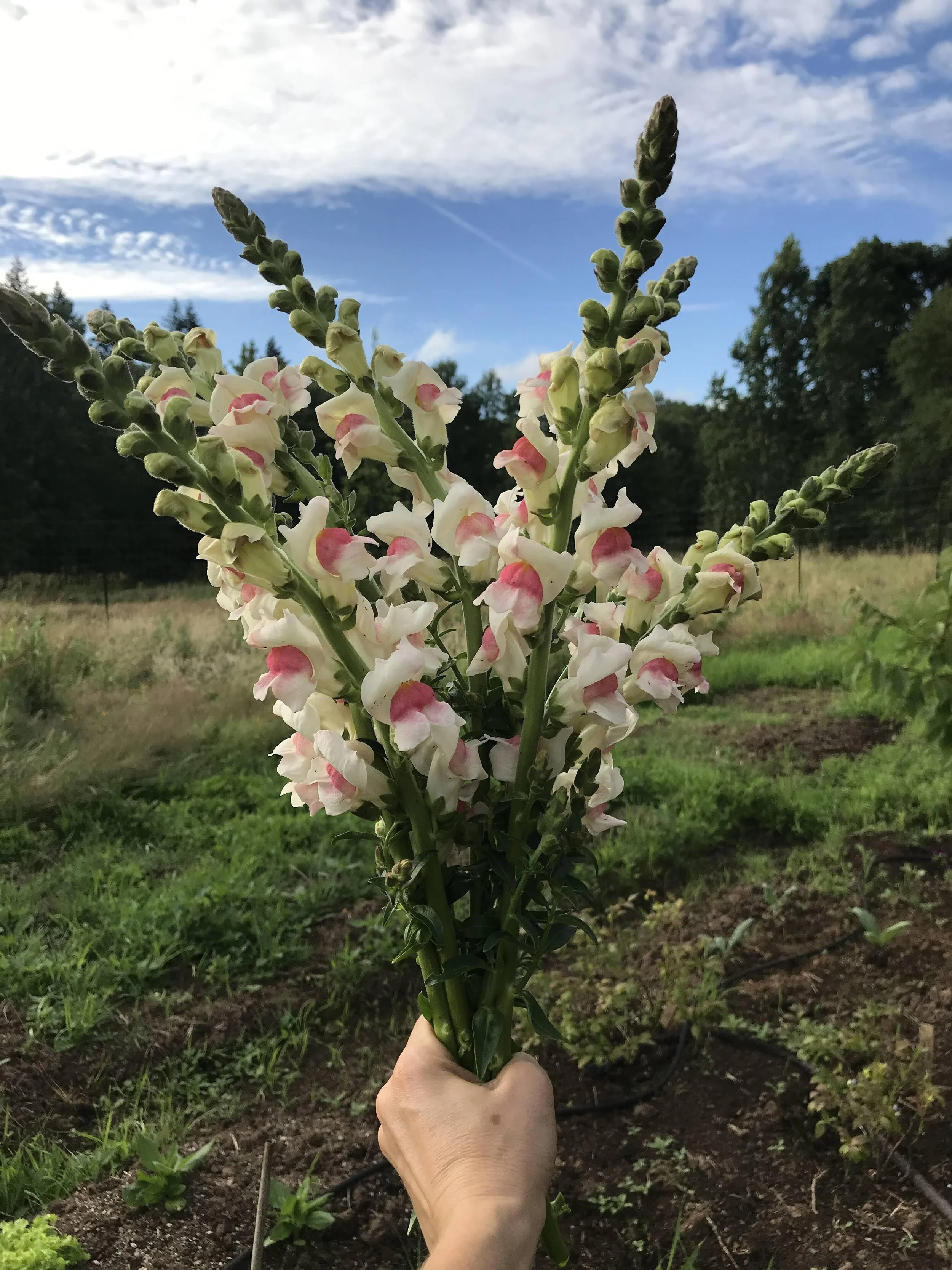 Snapdragons.JPG
