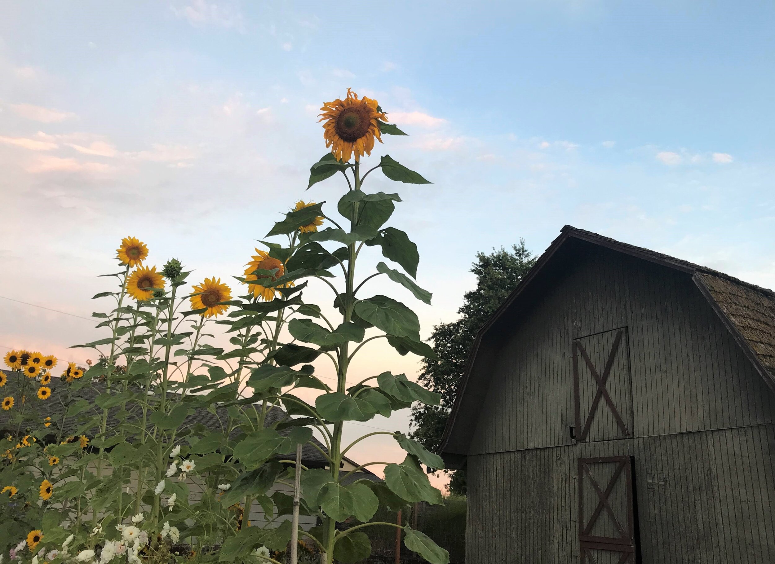 Sunflowers and barn.jpg