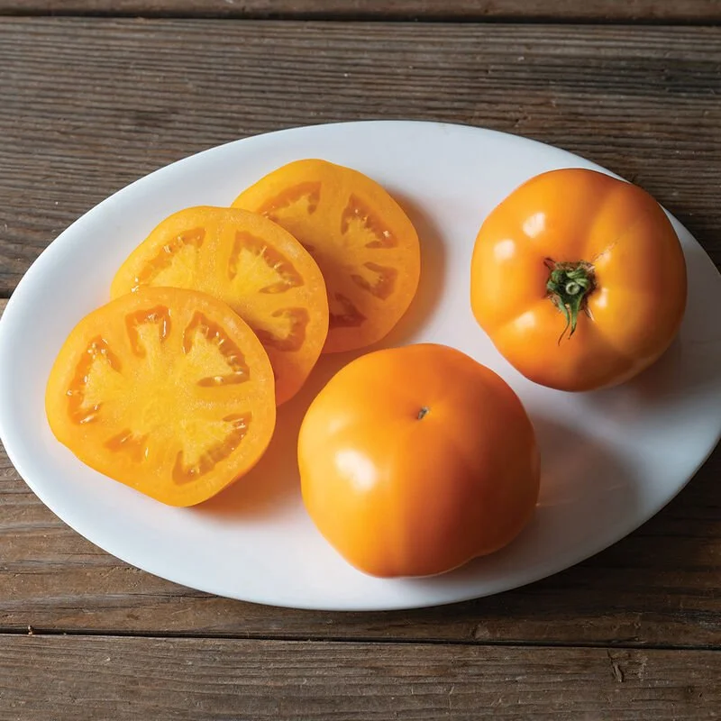 Tomato Seedling: Marmalade Skies (orange slicer)