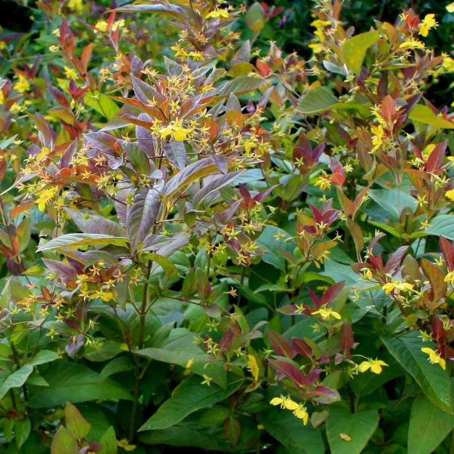 Fringed Loostrife 'Firecracker': 1/2 gallon pot