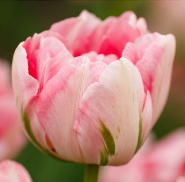 Tulip Bulbs: Finola - Double Late