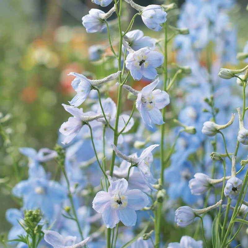 Delphinium Seedlings: Cliveden Beauty 6-pack