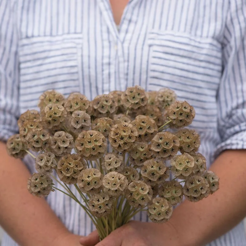 Scabiosa Seedlings: Starflower 6-pack