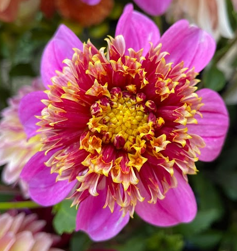 Dahlia: Mexico (in a pot)