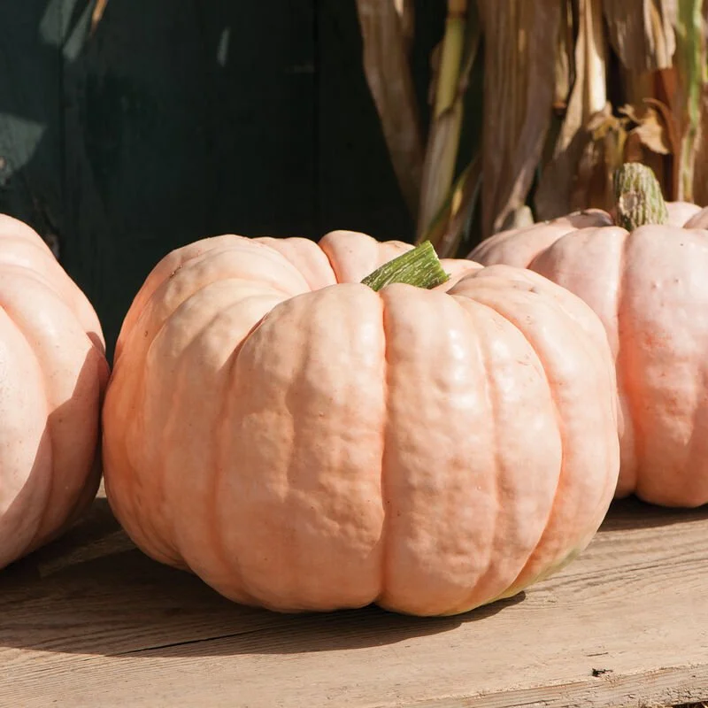 Pumpkin - Porcelain Doll - 3.5" pot