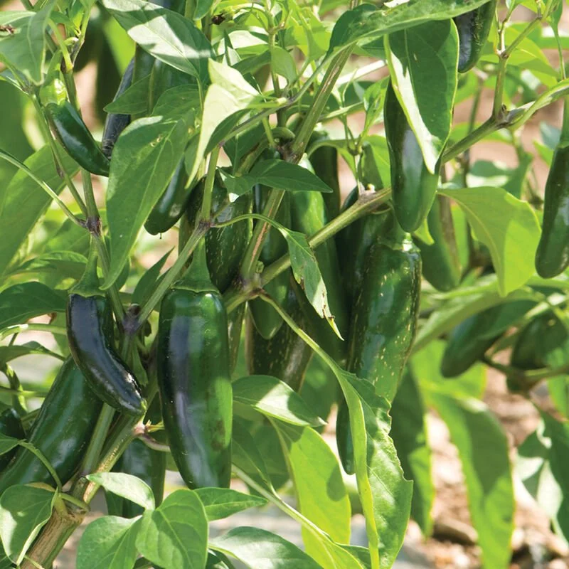 Pepper Seedling: Jalapeno