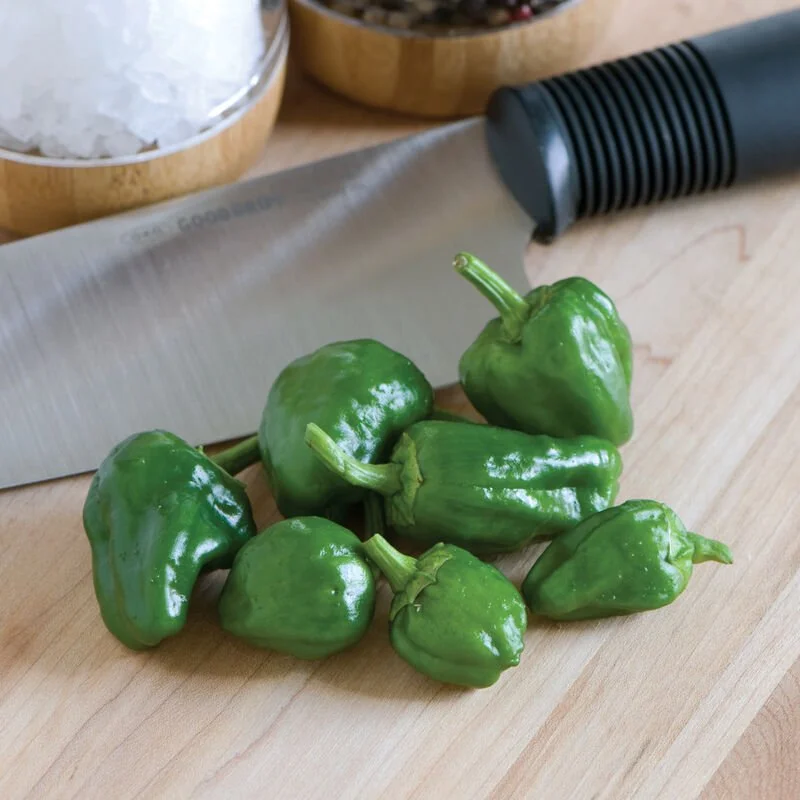 Pepper Seedling: Padron
