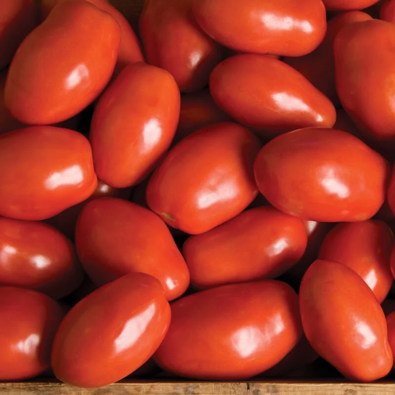 Tomato Seedling: Paisano (sauce)