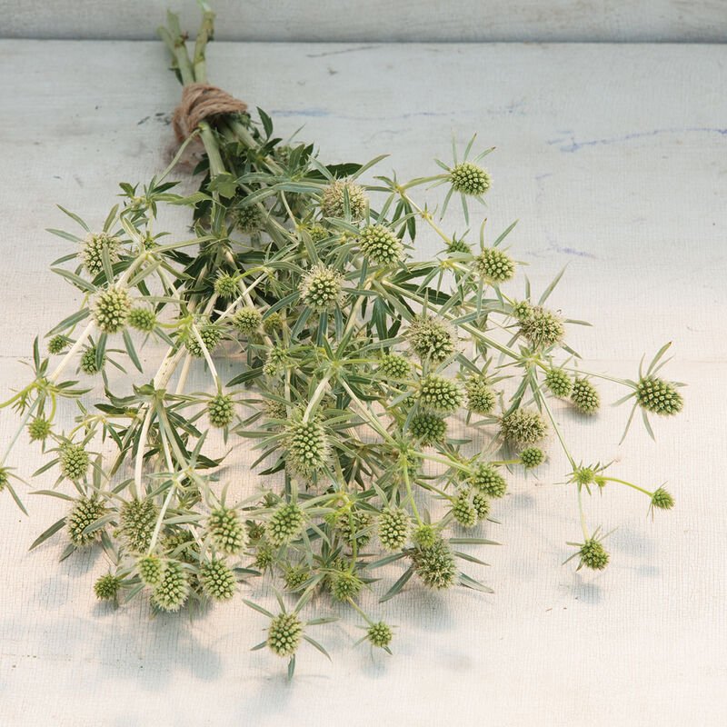 Sea Holly: White Glitter 6-pack