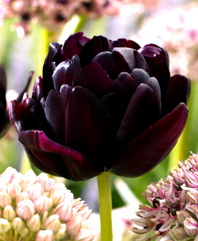 Tulip Bulbs: Black Hero