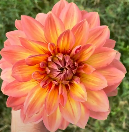 Dahlia: Nicholas (in a pot)