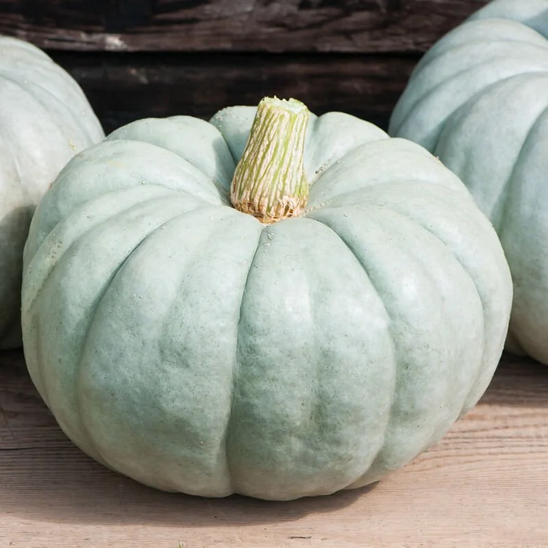 Pumpkin - Jarrahdale - 3.5" pot