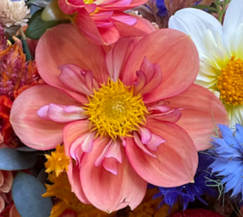 Dahlia: Giggles (in a pot)