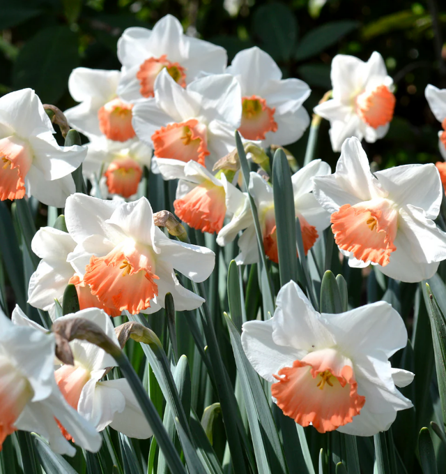 Daffodil Bulbs: Pink Charm