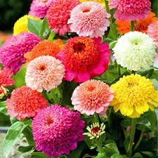 Zinnia Seedlings: Zinderella Mix 6-pack