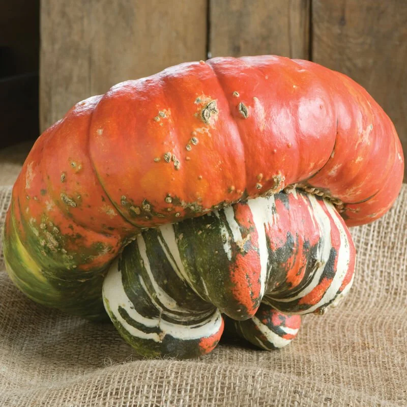Pumpkin - Turk's Turban - 3.5" pot