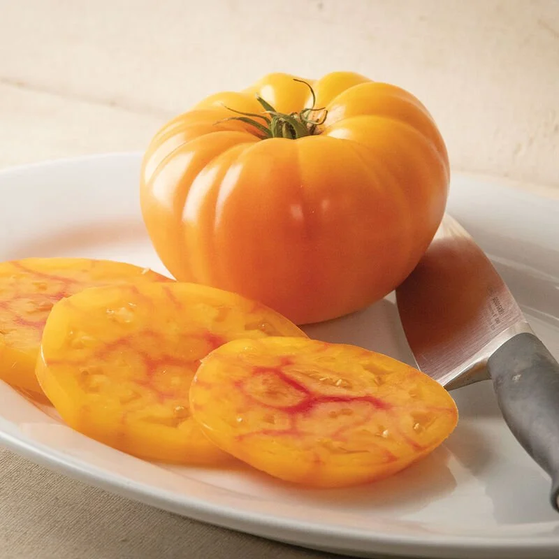 Tomato Seedling: GinFiz (bicolor slicer)