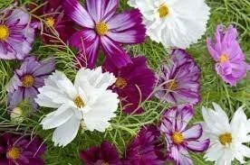 Cosmos Seedlings: Fizzy Formula Mix 6-pack