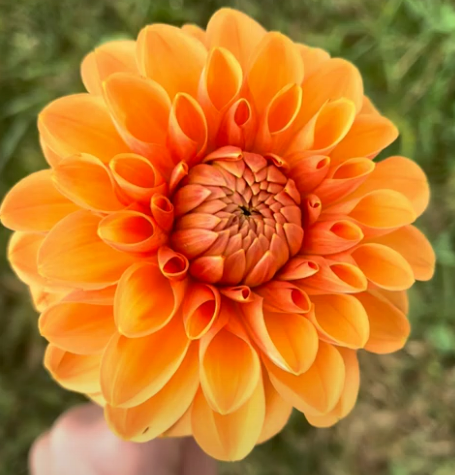 Dahlia: Maarn (in a pot)
