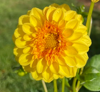 Dahlia: Golden Scepter (in a pot)