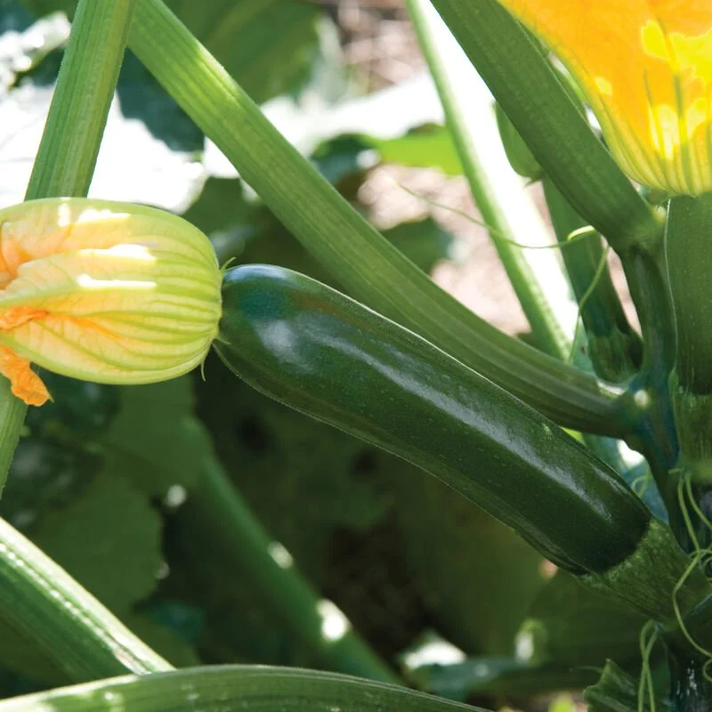 Zucchini - Noche - 3.5" pot