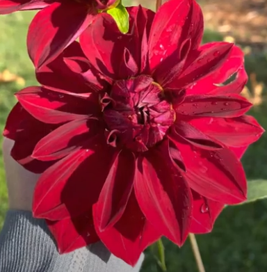 Dahlia: Debra Renae (in a pot)