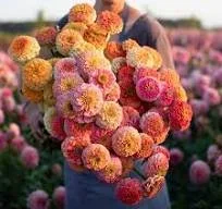 Zinnia Seedlings: Unicorn Mix 6-pack