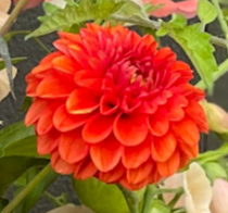 Dahlia: Lollipop (in a pot)