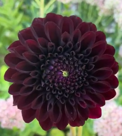 Dahlia: Black Satin (in a pot)