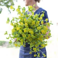 Bupleurum: Griffithi 6-pack