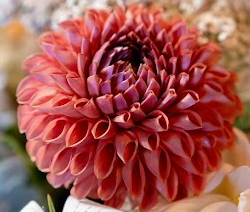 Dahlia: Cornel bronze (in a pot)