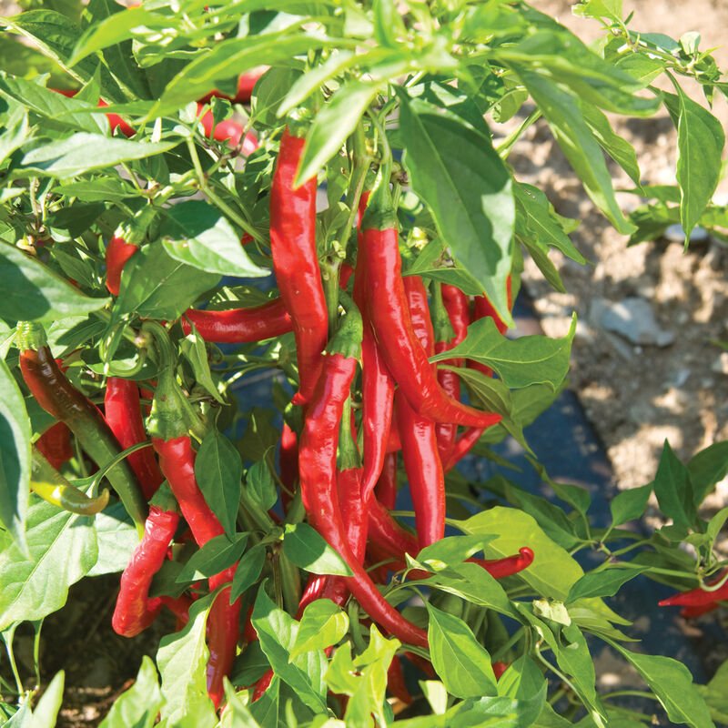 Pepper Seedling: Cayenne