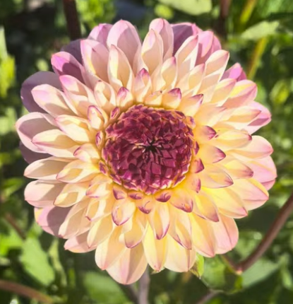 Dahlia: Wine-eyed Jill (in a pot)