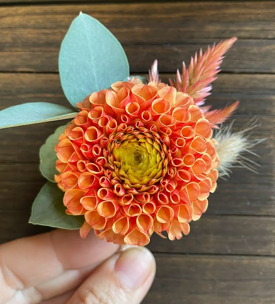 Dahlia: Amber Queen (in a pot)