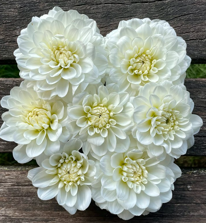 Dahlia: Bride to be (in a pot)
