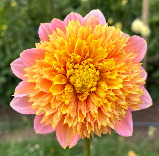 Dahlia: Sandia Brocade (in a pot)