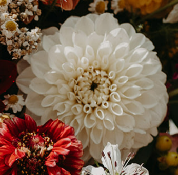 Dahlia: Blizzard (in a pot)