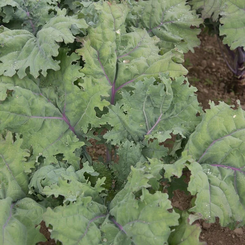 Kale - Red Russian - 6-pack
