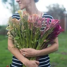 Celosia Seedlings: Supercrest Mix 6-pack