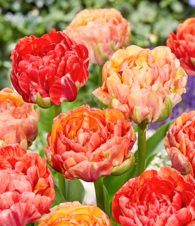 Tulip Bulbs: Gudoshnik Double