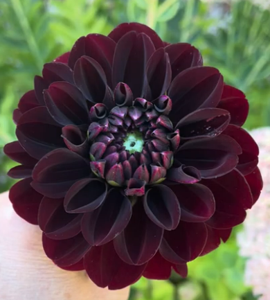 Dahlia: Lights Out (in a pot)