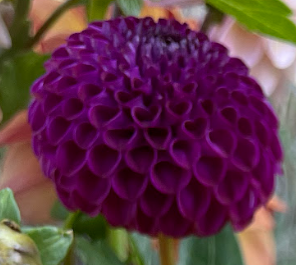 Dahlia: Dot com (in a pot)