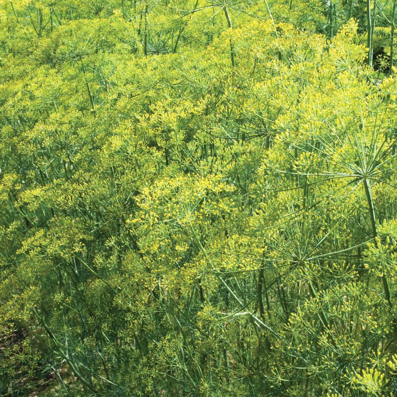 Dill - Bouquet - 3.5 inch pot