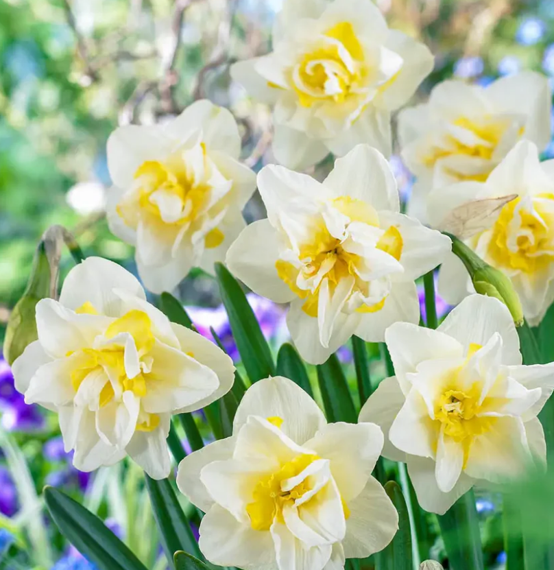 Daffodil Bulbs: White Lion