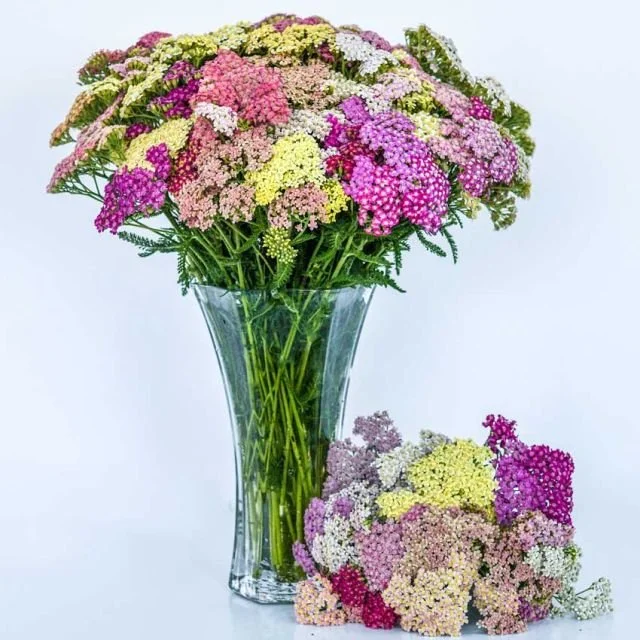 Yarrow Seedlings: Colorado Mix 6-pack