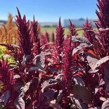 Amaranth Seedlings: Velvet Curtains 6-pack